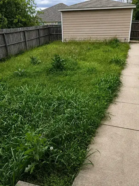 Lawn Before Cutting